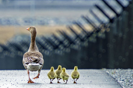 Foto: &copy; Roar Bech, "&Aring;rets kull"