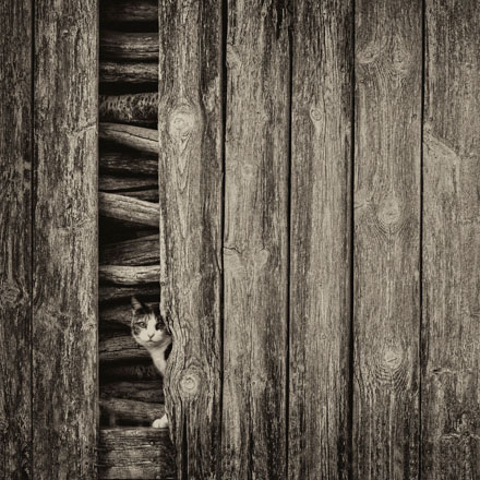 Foto: &copy; Roar Bech, "Catwalk"
