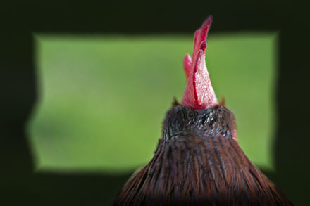 Foto: &copy; Roar Bech, "Gluggejakt"