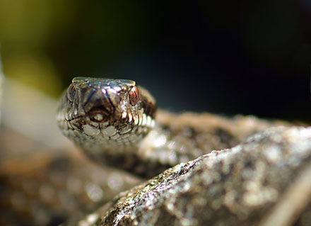 Foto: &copy; Roar Bech, "Hoggorm"