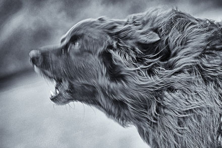 Foto: &copy; Roar Bech, "Isac"