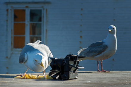 Foto: &copy; Roar Bech, "K&aelig;m e du"