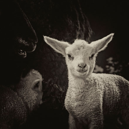 Foto: &copy; Roar Bech, "Lambi"