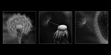 Foto: &copy; Roar Bech, "L&oslash;vetannfr&oslash;ets reise"	