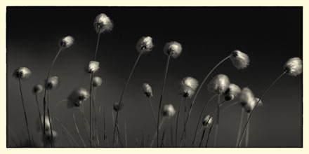 Foto: &copy; Roar Bech, "Myrbomull"