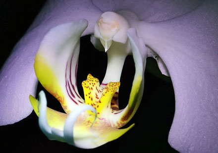 Foto: &copy; Roar Bech, "Orkid&eacute;"