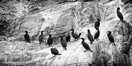 Foto: &copy; Roar Bech, "Skarver"