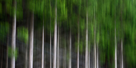 Foto: &copy; Roar Bech, "Skogpanorering"