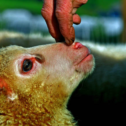 Foto: &copy; Roar Bech, "Tillitsfulle fingrer"