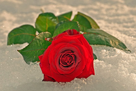 Foto: &copy; Roar Bech, "Vinterrosa"