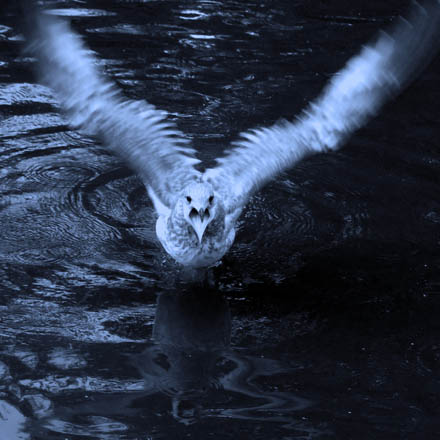 Foto: &copy; Sarah Jo Baumann Larsen, "Angry seagull" 