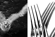 Klikk her for de premierte bildene fra denne runden