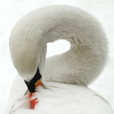 Foto: &copy; Sarah Jo Baumann Larsen, "V&aring;rpuss"