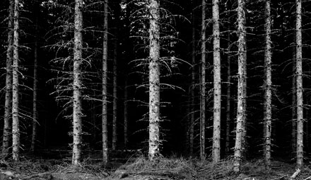 Foto: &copy; Svein Kvakland, "Granskog"