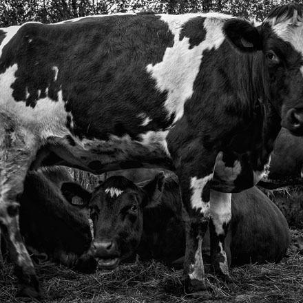 Foto: &copy; Svein Kvakland, "Hva glor du p&aring;?"