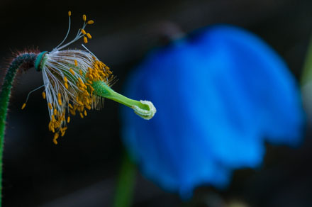 Foto: &copy; Svein Kvakland; "I Annikens hage" 