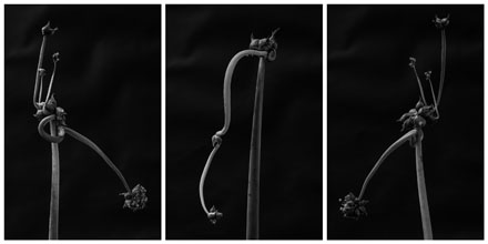 Foto: &copy; Svein Kvakland, "Vill vekst"