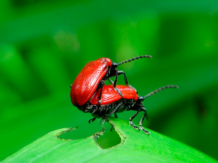 Foto: &copy; Tore Egeberg, "Fucking beetles"