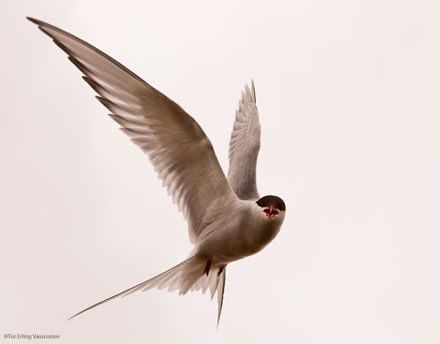 Foto: &copy; Tor Erling Vassrusten, "R&oslash;dnebbterne Sterna Paradisaea"