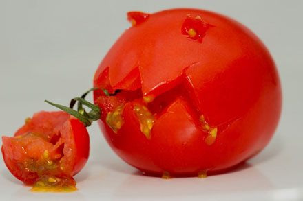 Foto: &copy; Tore Lange, "The return of the Cannibaltomato"