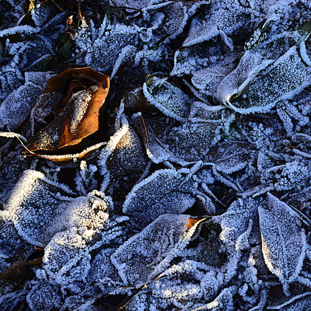 Foto: &copy; Tove Skive Hoel, "Frosten slipper taket" 