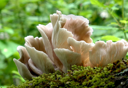 Foto: &copy; Tove Skive Hoel, "Naturens kurver"