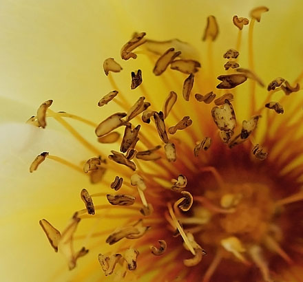 Foto: &copy; Tove Skive Hoel, "Svevende"