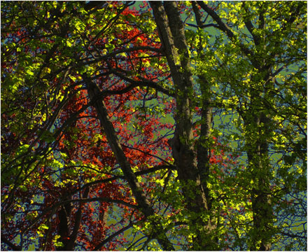 Foto: &copy; Tove Skive Hoel, "Trekunst"