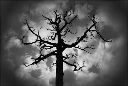 Foto: &copy; Tove Skive Hoel, "Trolltre"