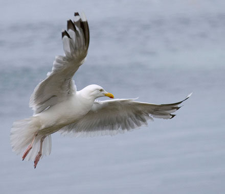 Foto: &copy; Terje Vevang, "M&aring;ke"  