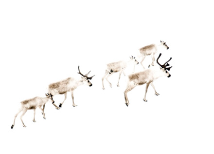 Foto: &copy; Terje Vevang, "Sn&oslash;hettarein"