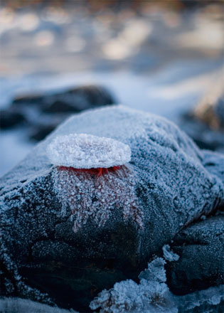 Foto: &copy; Vladimir Kovalenko, "Fastbrent brennmanet"